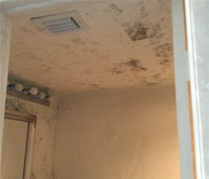 Mold growing on walls and ceiling of bathroom.